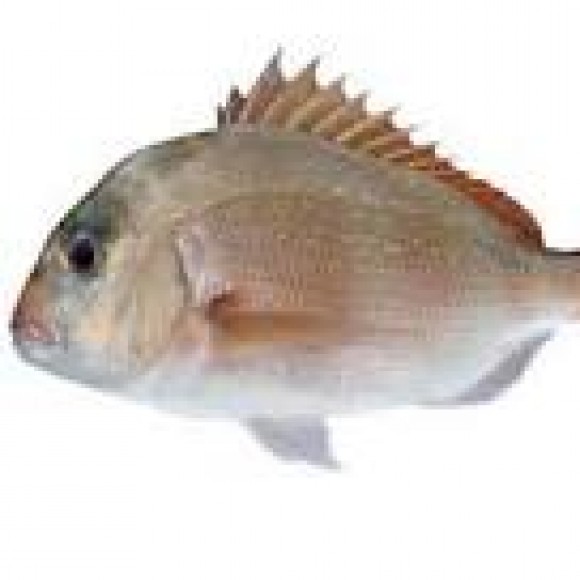 Profile picture of Fish Farm , Tasmania, Green Field Project - storyID fnf4004