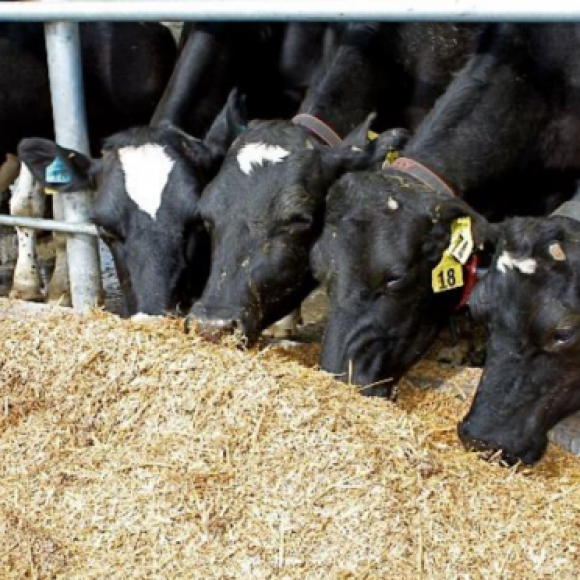 Profile picture of Improving Yield and Margins in the Beef Cattle and Dairy Industries - blintro4033
