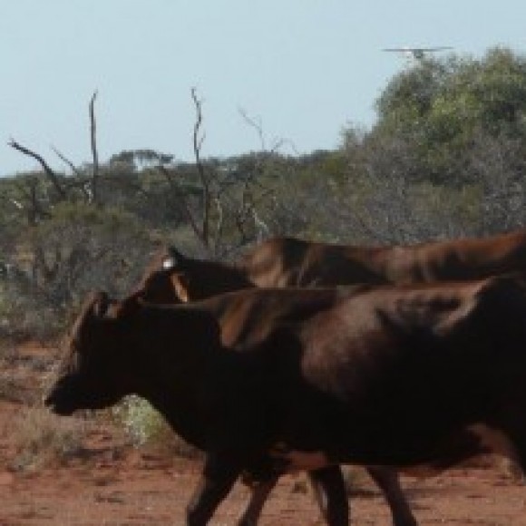 Profile picture of WA Cattle Enterprise - storyID fnf4008