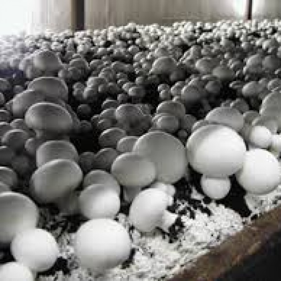 Profile picture of Food Tech Horticulture Company in WA - storyID fnf4013