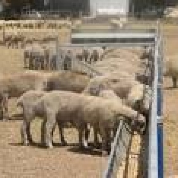 Profile picture of Sheep Feed Lot with Licenses Approved to Add an Abattoir - storyID fnf4024