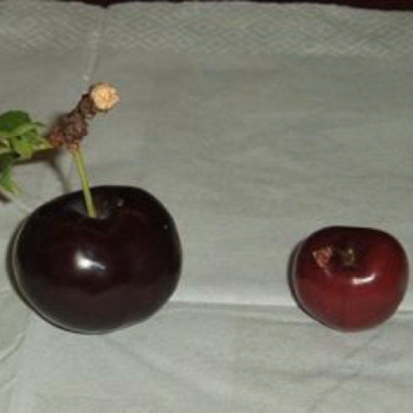 Profile picture of Hybrid Stone Fruit Developer Seeks Investment Partners – storyID 4102