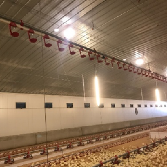 Profile picture of Chicken feet walking out the door with rising demand from Asia - storyID 4103