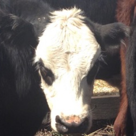 Profile picture of Sheep & Beef Cattle Fibre Production Team in New South Wales - storyID fnf4020
