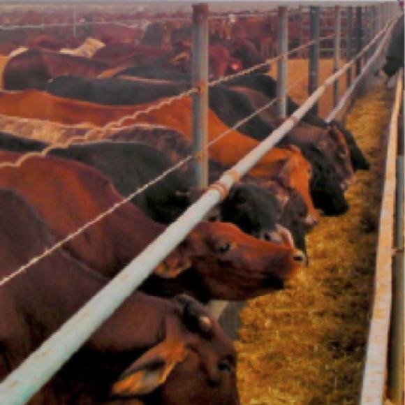 Profile picture of WA Cattle Station Development A$30m - storyID fnf4070