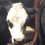 cow