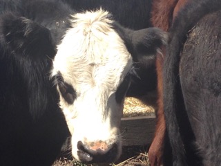 cow